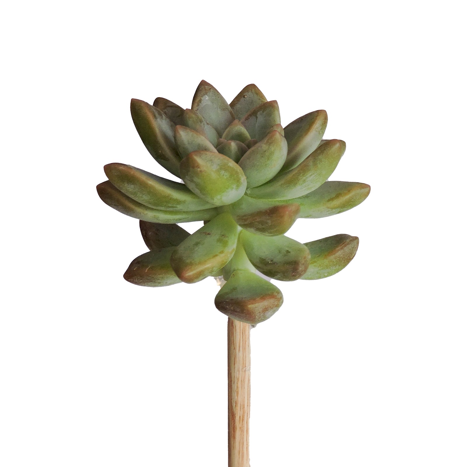 chopsticks succulents Succulents on a Stick