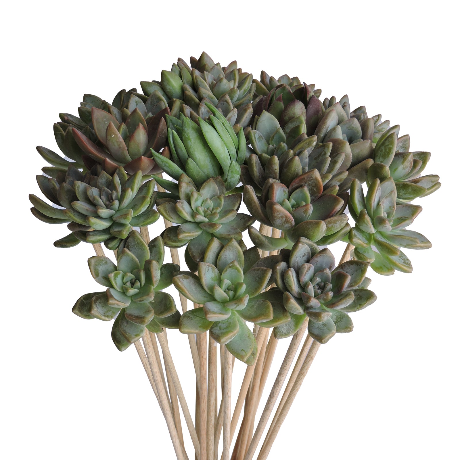 Succulents on a Stick - Grower's Choice Assortment