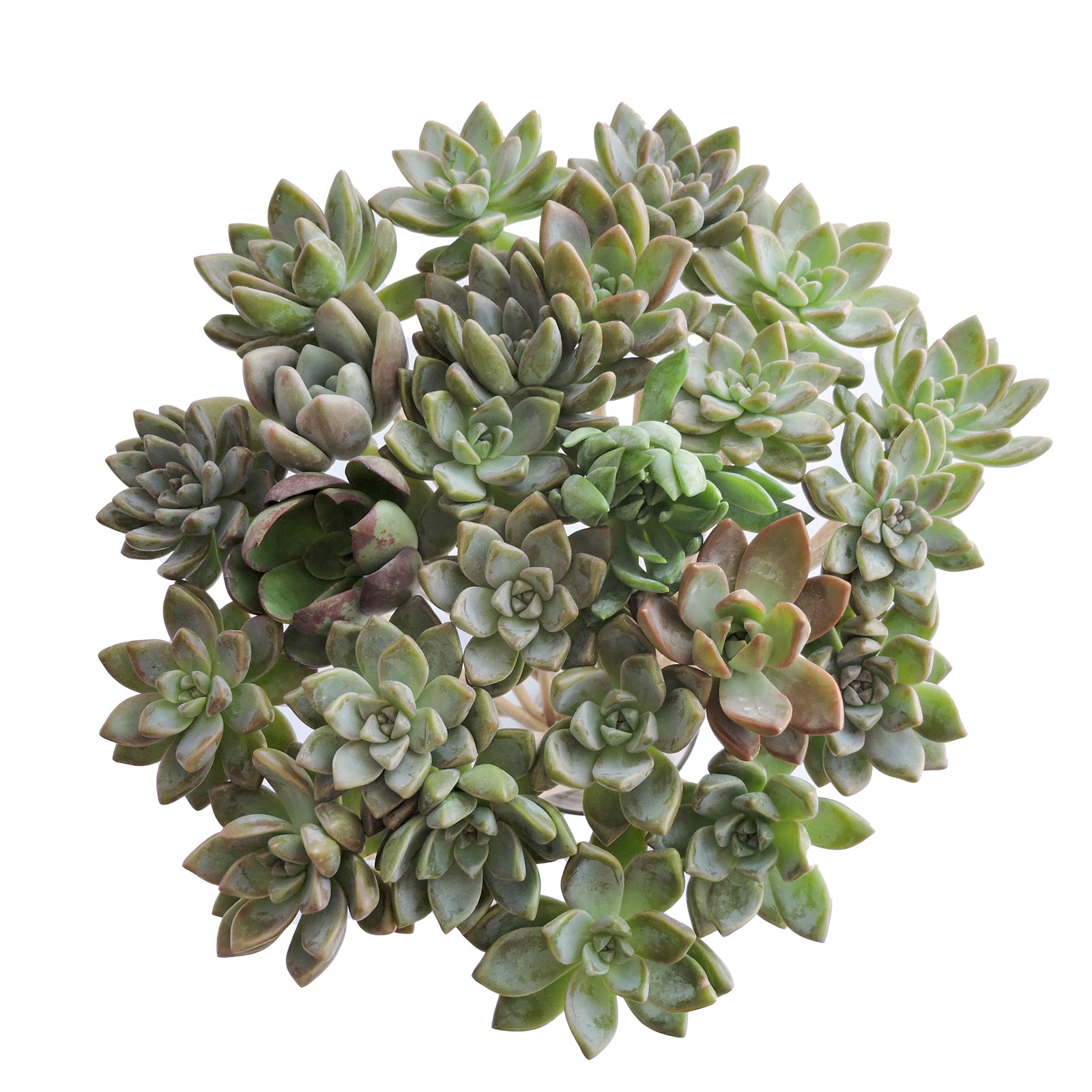 succulents stick Succulents on a Stick
