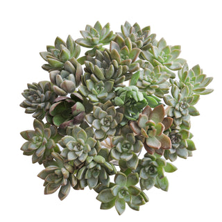 Succulents on a Stick - Grower's Choice Assortment Green flowers - fresh-cut flowers by Bloomingmore - ideal for weddings and floral events