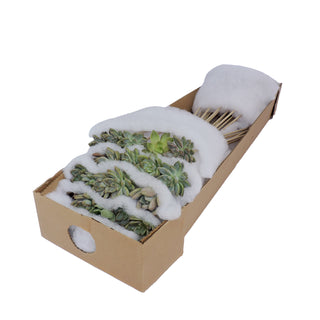 Succulents on a Stick - Grower's Choice Assortment Green flowers - fresh-cut flowers by Bloomingmore - ideal for weddings and floral events