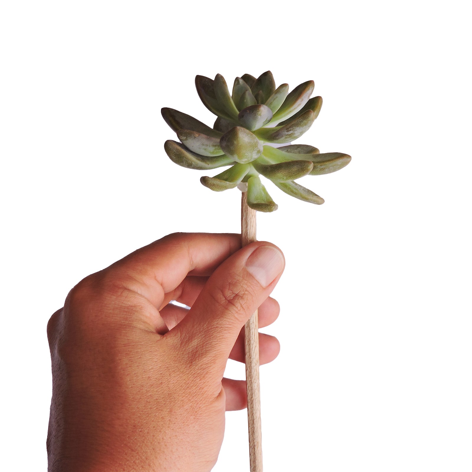 long stick succulent Succulents on a Stick