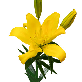 Sundew LA Hybrid Lilies Yellow flowers - fresh-cut flowers by Bloomingmore - ideal for weddings and floral events