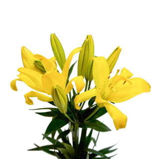 Sundew LA Hybrid Lilies Yellow flowers - fresh-cut flowers by Bloomingmore - ideal for weddings and floral events