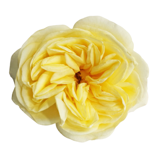 Close-up yellow sunny xpression expression garden rose on a white background