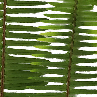 Sword Fern - 150 Stems Green flowers - fresh-cut flowers by Bloomingmore - ideal for weddings and floral events