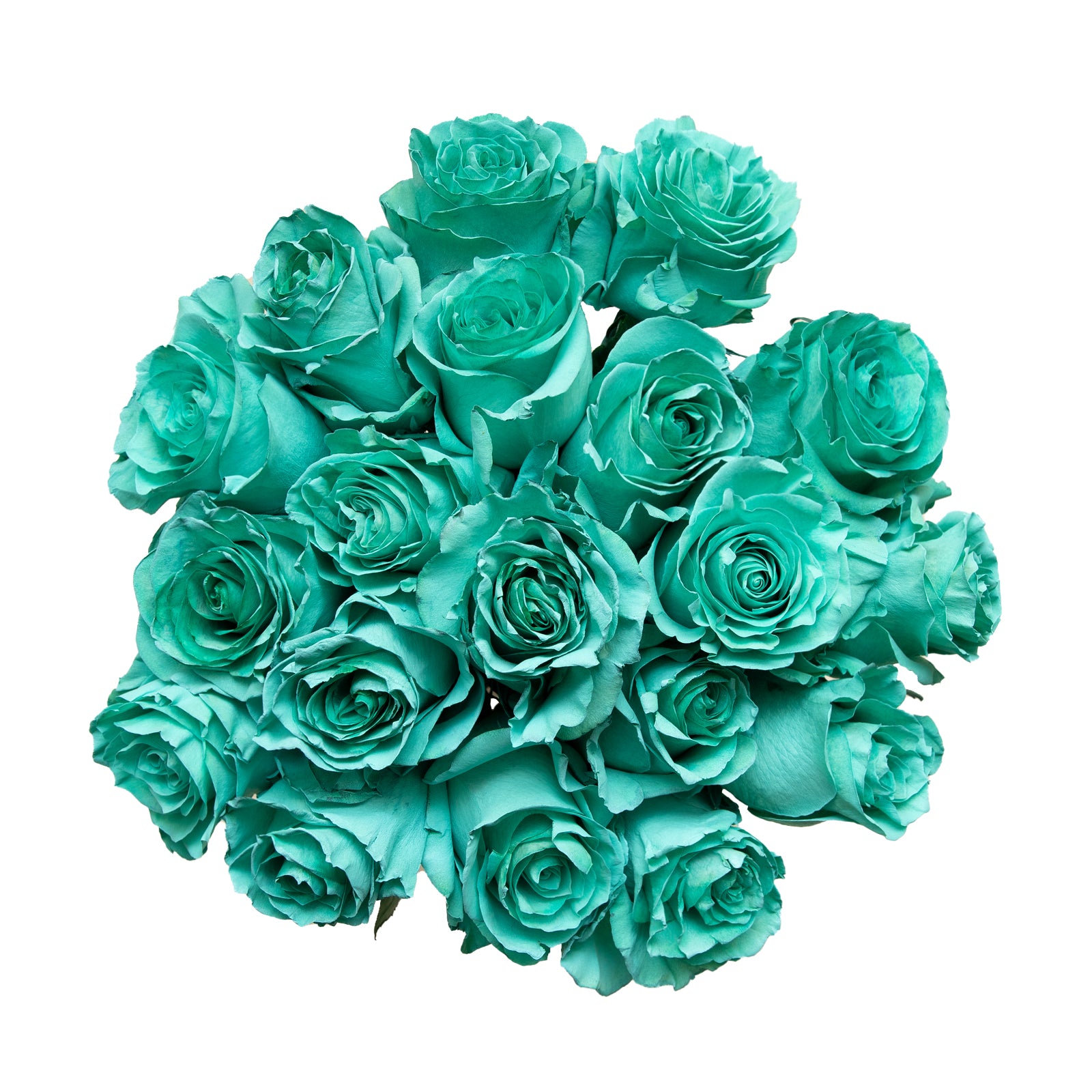 Eal Colored Roses Teal Rose Art