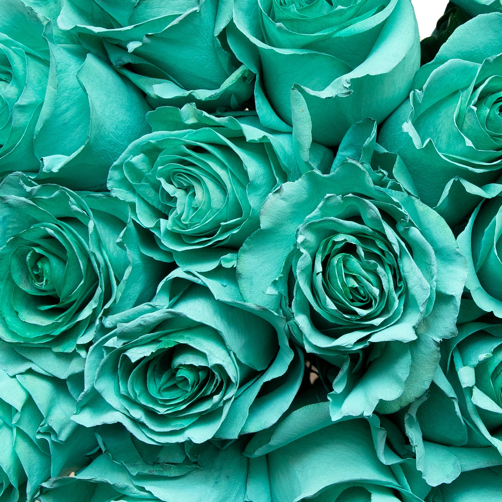 Eal Colored Roses Teal Rose Art