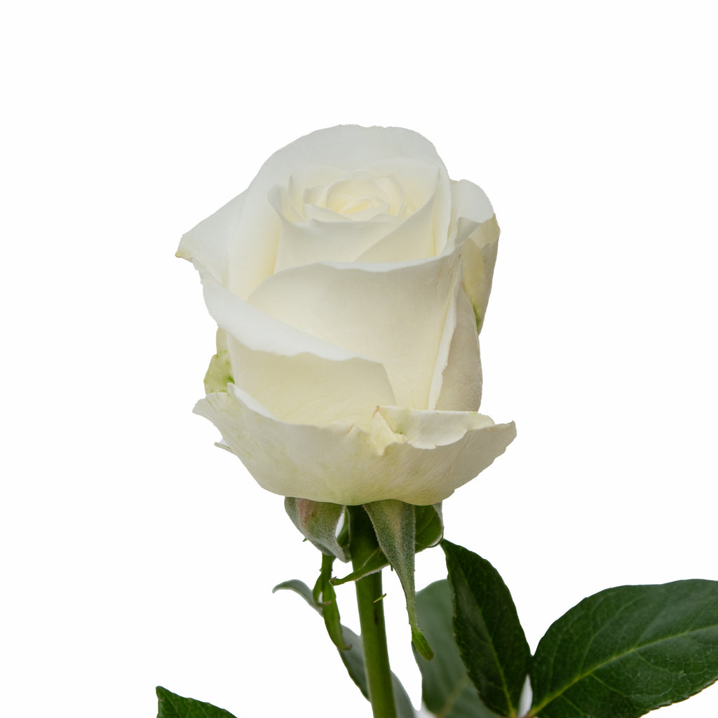 Tibet_Roses_Bloomingmore_A.jpg?v=1754675504&width=1024