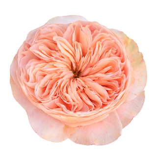 Tipo Top Garden Rose
