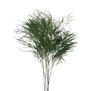 Tree Fern Green flowers - fresh-cut flowers by Bloomingmore - ideal for weddings and floral events