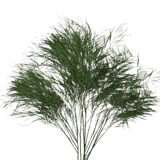 Tree Fern Green flowers - fresh-cut flowers by Bloomingmore - ideal for weddings and floral events