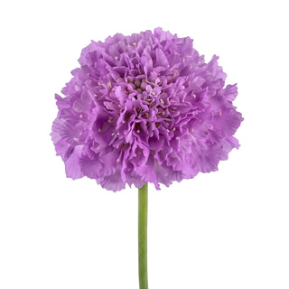Ube Bon Bon Scabiosa