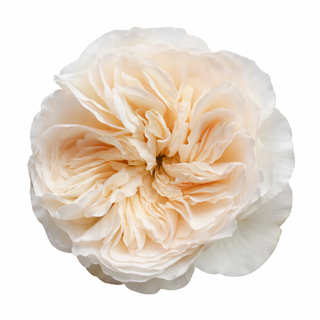 Close-up of a beige cream vicky garden garden rose on a white background