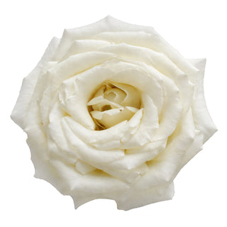 Vitality Garden Rose