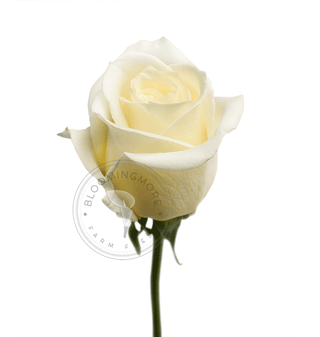 Lavender & White Roses - Choose From 50 to 125 Stems