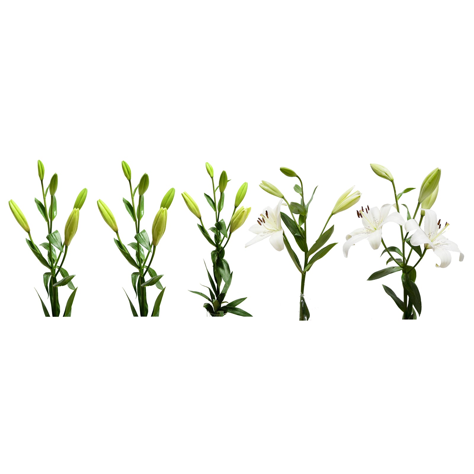 looker and white lily 2 White LA Hybrid Lilies
