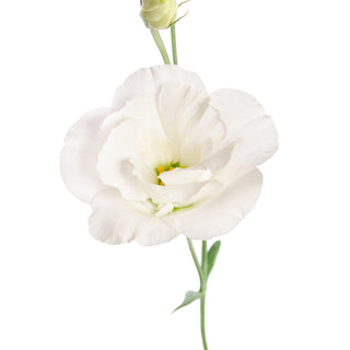 White Lisianthus White flowers - fresh-cut flowers by Bloomingmore - ideal for weddings and floral events