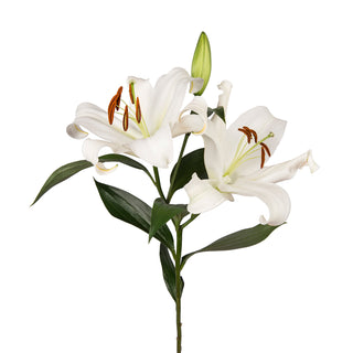 Pink & White - Oriental Lilies - 60 Stems White flowers - fresh-cut flowers by Bloomingmore - ideal for weddings and floral events