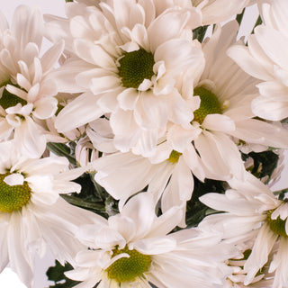 White Pompom Daisies White flowers - fresh-cut flowers by Bloomingmore - ideal for weddings and floral events