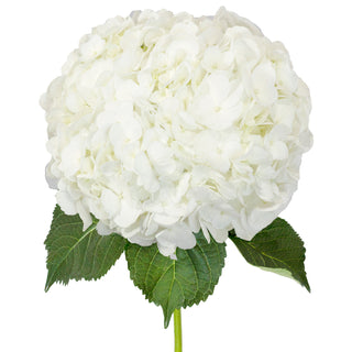White hydrangea flower with green leaves on a white background