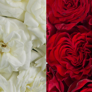 White & Red Garden Rose - 36 Stems Red roses - fresh-cut roses by Bloomingmore - ideal for weddings and floral events