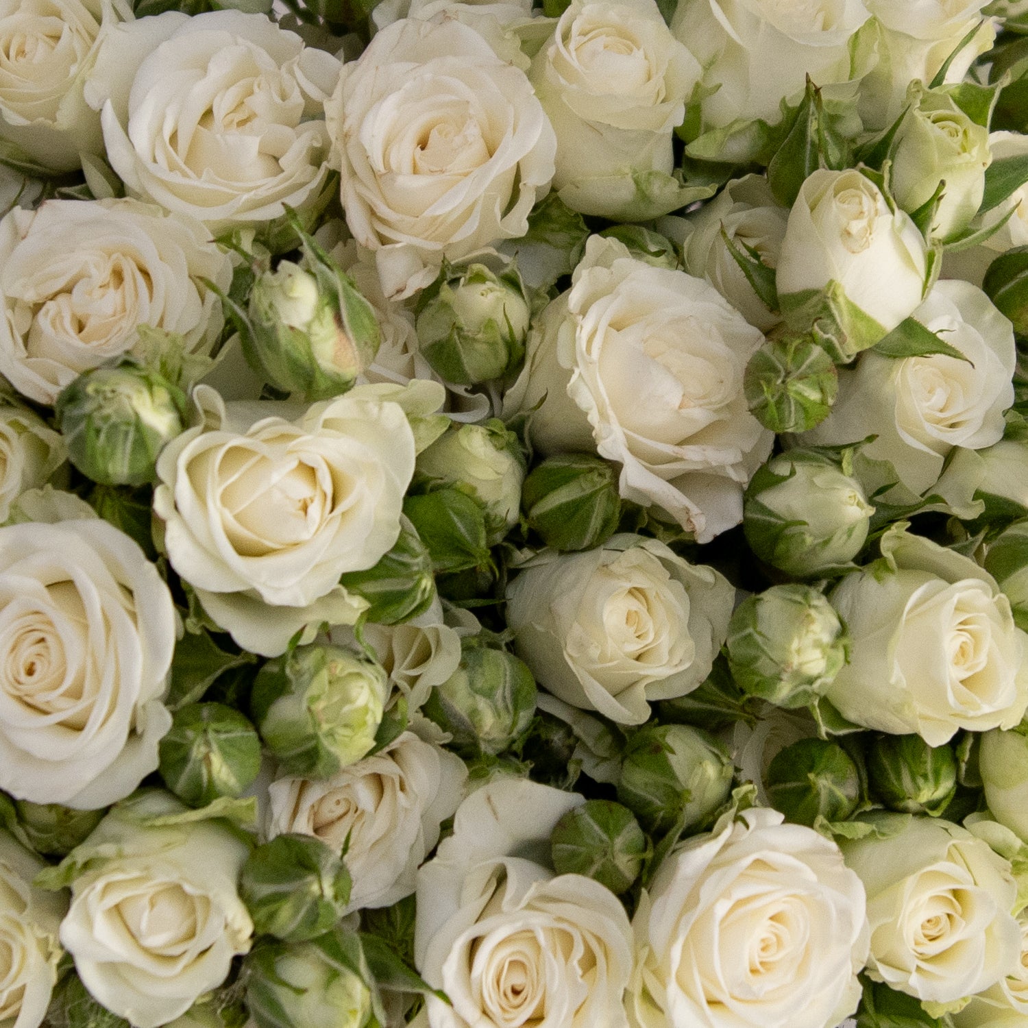 garden spray rose White Spray Roses 120