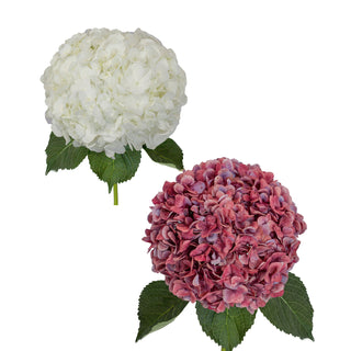 White_and_Antique_Red_Jumbo_Hydrangeas