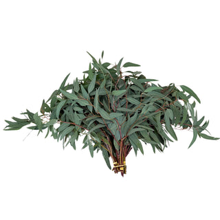 Willow Eucalyptus Green flowers - fresh-cut flowers by Bloomingmore - ideal for weddings and floral events