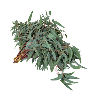 Willow Eucalyptus Green flowers - fresh-cut flowers by Bloomingmore - ideal for weddings and floral events