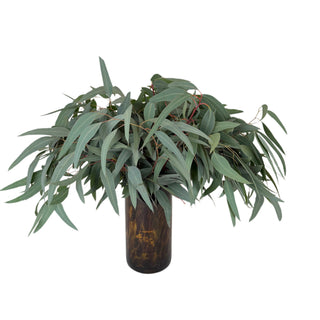 Willow Eucalyptus Green flowers - fresh-cut flowers by Bloomingmore - ideal for weddings and floral events