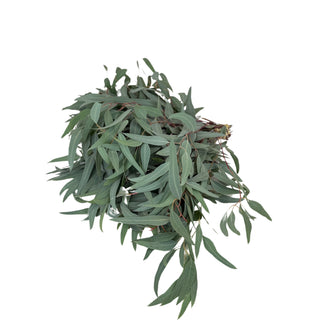 Willow Eucalyptus Green flowers - fresh-cut flowers by Bloomingmore - ideal for weddings and floral events