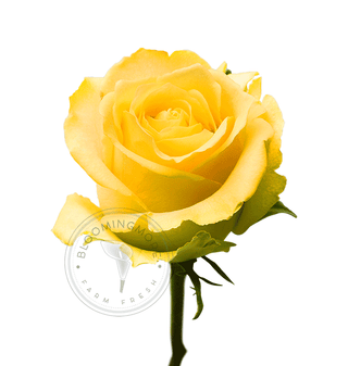 Yellow & White Roses