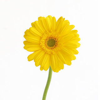Yellow Gerberas Yellow flowers - fresh-cut flowers by Bloomingmore - ideal for weddings and floral events