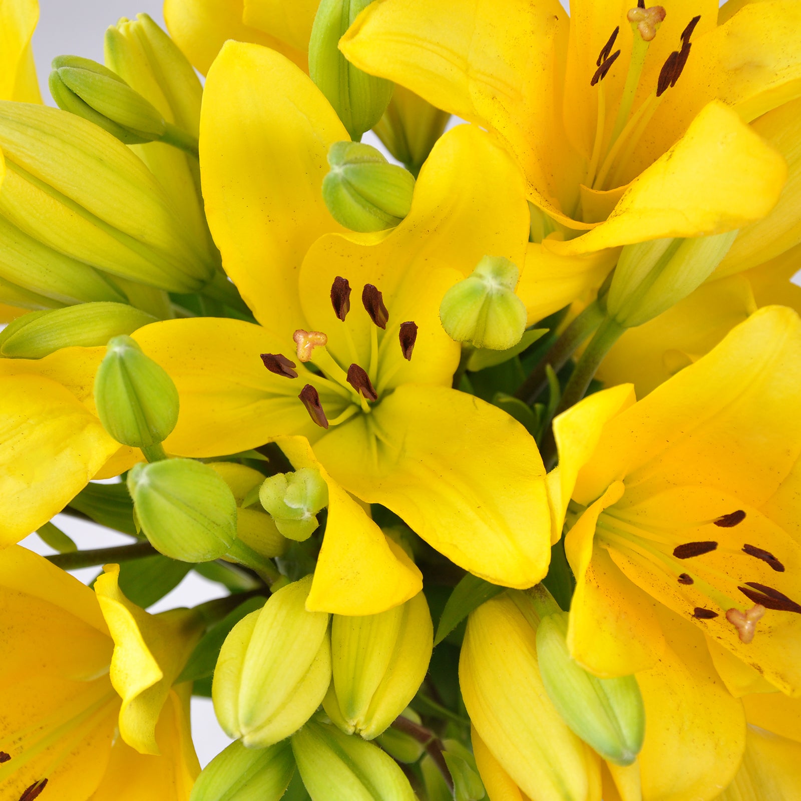 lily flower yellow Yellow LA Hybrid Lilies