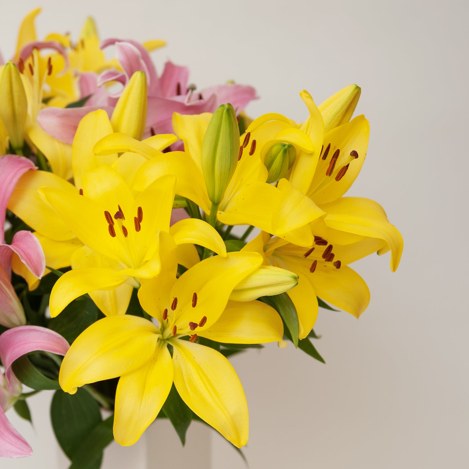 yellow lily flower Yellow LA Hybrid Lilies