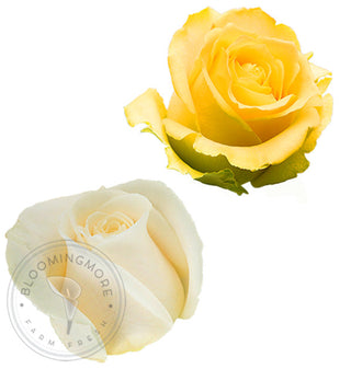 Yellow & White Roses White roses - fresh-cut roses by Bloomingmore - ideal for weddings and floral events