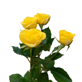 Yellow Spray Roses Yellow roses - fresh-cut roses by Bloomingmore - ideal for weddings and floral events