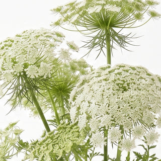 Ammi Majus / Queen Anne's Lace
