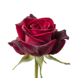 Black Magic Roses