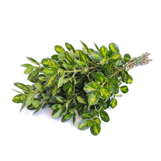 Brillantina - Variegated