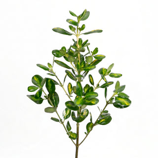 Brillantina - Variegated