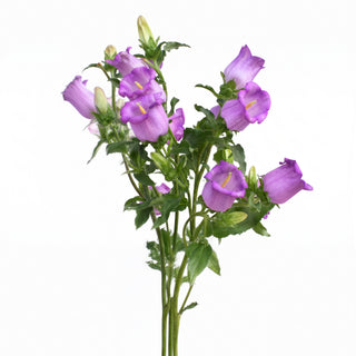 campanula lilac