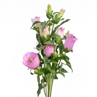 campanula pink