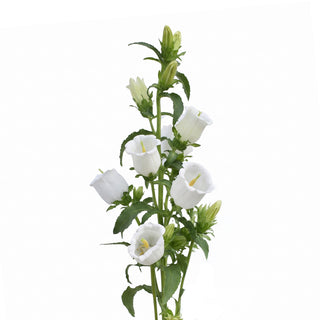 campanula white