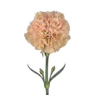 Lege Marrone Novelty Carnations