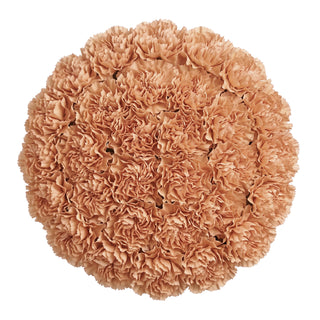 Lege Marrone Novelty Carnations