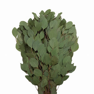 Diamond silver eucalyptus