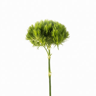 Dianthus green Ball or Green Wicky