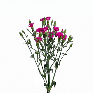 dianthus_hotpink